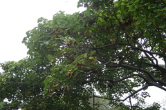 Hildegardia populifolia